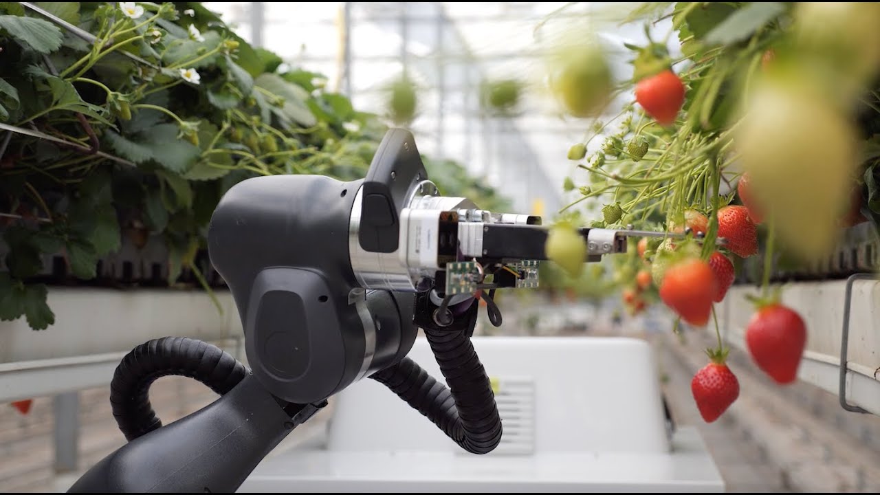 Video release: Strawberry Harvesting Robot BERRY