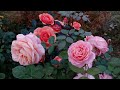 Цветение роз в октябре. (Владимирская обл.) || See these roses bloom in October in RUSSIA