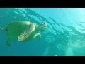 Curious Sea Turtle on Molasses Reef