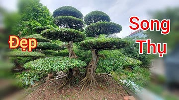 Hành trình tìm mua cây cảnh đẹp của nhà vườn Phong Sơn - Cây Song Thụ Quá Đẹp Các Bác ạ!