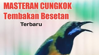 Masteran cungkok besetan kasar tembakan rapat