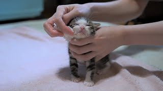 子猫の体を母猫のようにグルーミングしてあげたらこうなりました