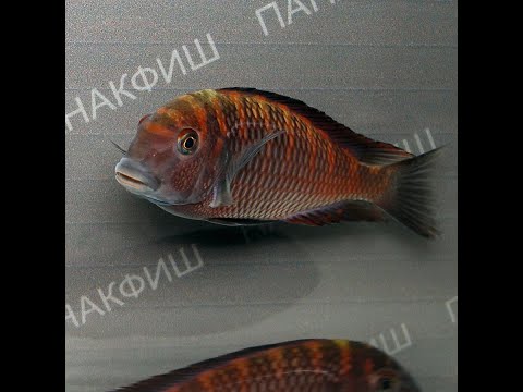 Трофеус Мура (Tropheus moorii)