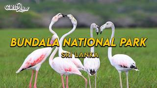 Bundala National Park Weligatta | Sri Lanka | Grip2Mind VLOG 77