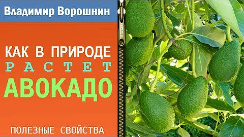 КАК РАСТЕТ АВОКАДО – в природе авокадо растет вот так
