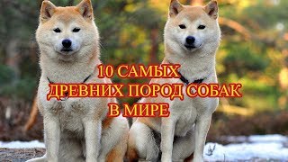 10 САМЫХ ДРЕВНИХ ПОРОД СОБАК В МИРЕ 10 САМЫХ ДРЕВНИХ ПОРОД СОБАК В МИРЕ