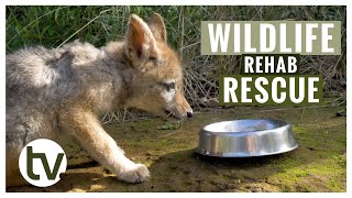 RESCUED Black-Backed Jackal and an Update on the ORPHANED Rhino by Shamwari TV 463 views 7 months ago 5 minutes, 54 seconds