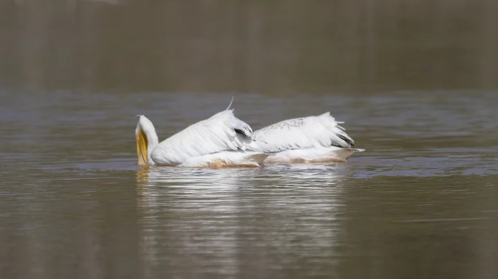 Everglades National Park 4K