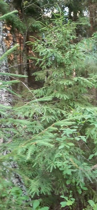 лес вблизи д.Вараксино - YouTube