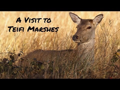 Trip to Teifi Marshes