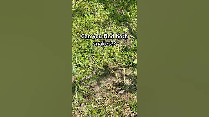 Was weeding the garden—Found Snakes! #nature #snakes #garden