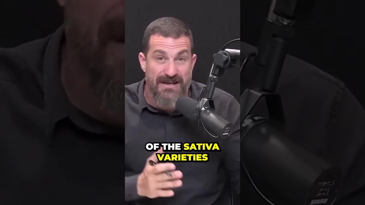 Unexpected Effects of Sativa  What You Didn t Know About Anxiety | Dr Huberman