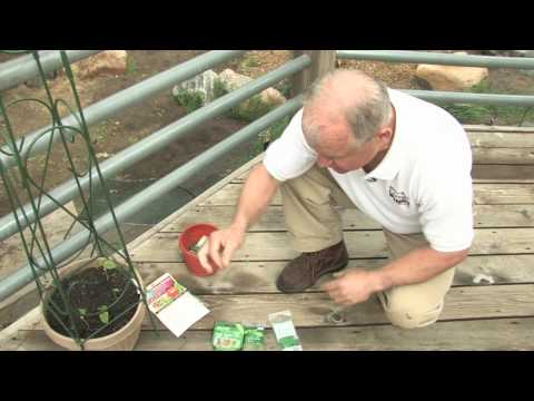 How to Container Garden