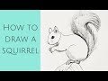 Beginners - how to draw a squirrel