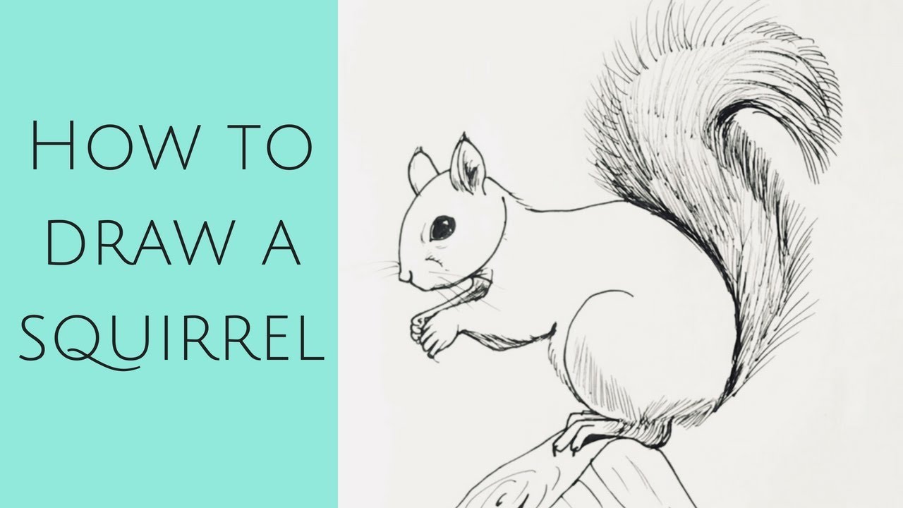 Beginners - how to draw a squirrel - YouTube