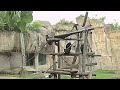 The baby Chimpanzee was a little acrobat filmed in vr