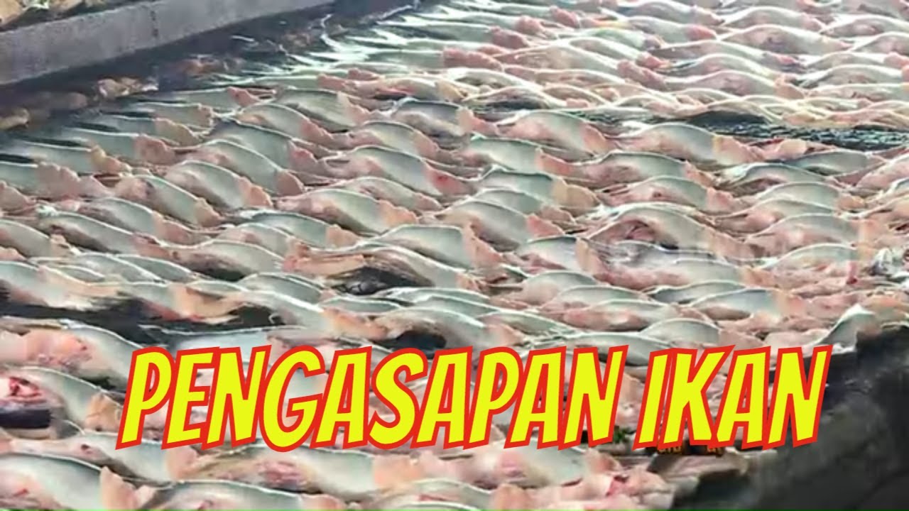 Proses Pengasapan Ikan Patin Khas Kampar | JEJAK PETUALANG 