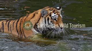 Sundarban Wild Tourism Website Video