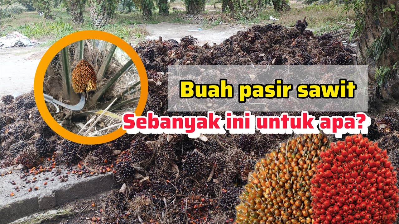 Buah pasir sawit sebanyak ini untuk apa 