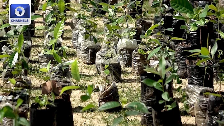 Adamawa Residents To Plant 20,000 Trees To Tackle Climate Change