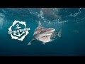 Diving with Blacktip Sharks with Peter Lamberti