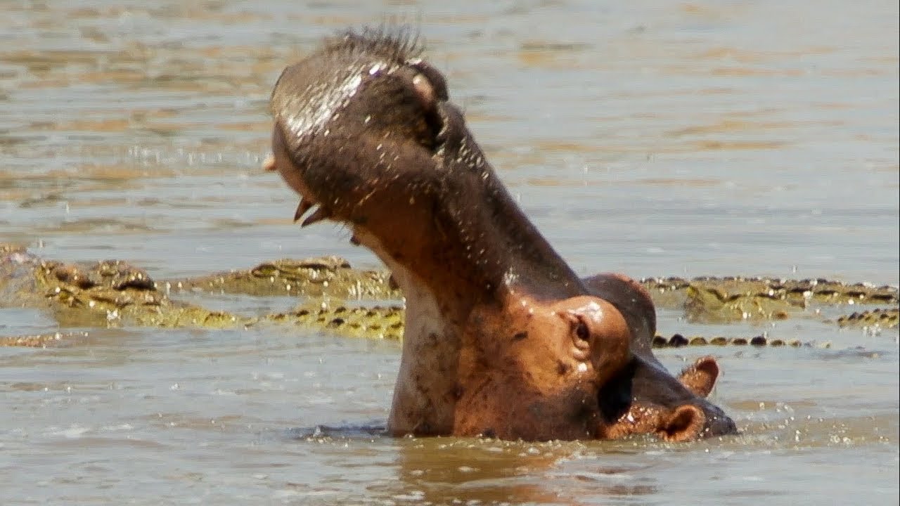 ⁣Hippos Attack Crocodiles to Defend Dead Companion | BBC Earth