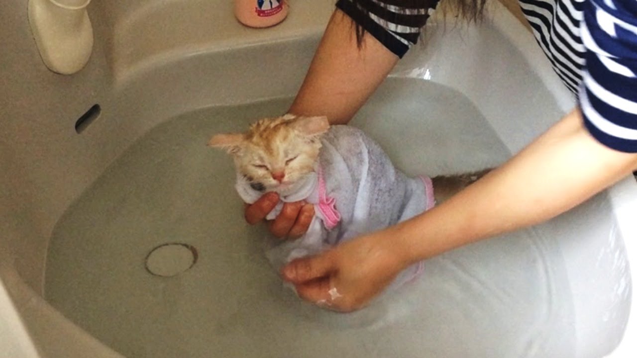 かわいい子猫 初めてのシャンプー お風呂 ココ編 First Of Shampoo Kittens Youtube