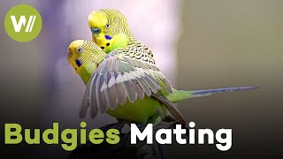 Budgies courtship and breeding behavior - How do Budgies mate?