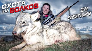 охота на волков!ДОБЫЛИ осторожного ВОЛКА!.wolf hunting.wolfsjagd