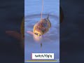 Карп зеркальный троф #рр4 #rr4 #carpfishing #russianfishing4 #русскаярыбалка4 #fishing #трофей #fish