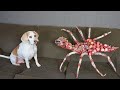 Incredibly hilarious animal moments 76
