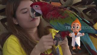 KONTES BURUNG MACAU | SI OTAN (28/11/19) PART 2