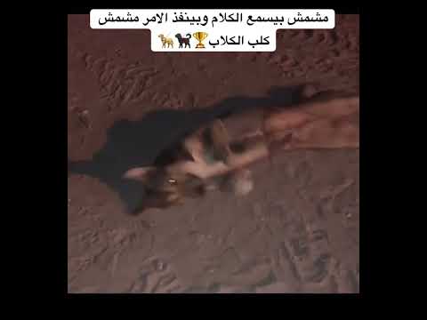 مشمش من الكلاب المطيعه الي بتسمع الكلام