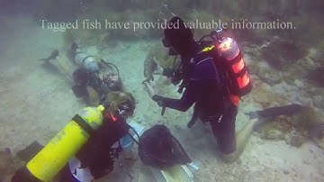 Acoustic Telemetry Tracks Florida Keys Reef Fish