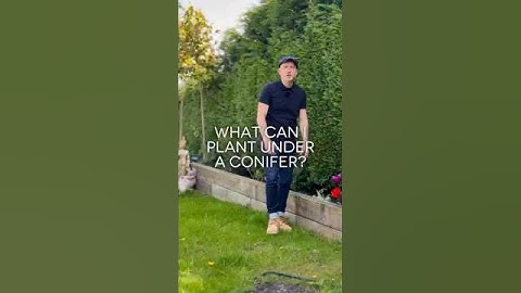 What Can I Plant Under A Conifer Hedge?