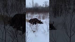 Загонная на лося с собаками #мирохотника #охота #hunting