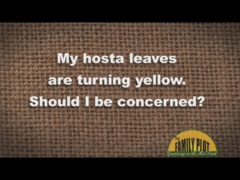 Video: Hosta lapai pagelsta: ką daryti, jei Hosta lapai pagelsta