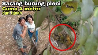 Download Lagu senang rasanya melihat langsung SARANG BURUNG PLECI sedang meloloh anaknya di alam MP3 Download Lagu senang rasanya melihat langsung SARANG BURUNG PLECI sedang meloloh anaknya di alam MP3