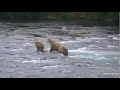 Katmai Brown Bear 128 Grazer Dives Again &amp; Again To Catch A Salmon - Brooks Falls