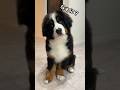 話しかけると 理解しようと反応してくれるのが愛しすぎる… #大型犬 #子犬 #バーニーズマウンテンドッグ