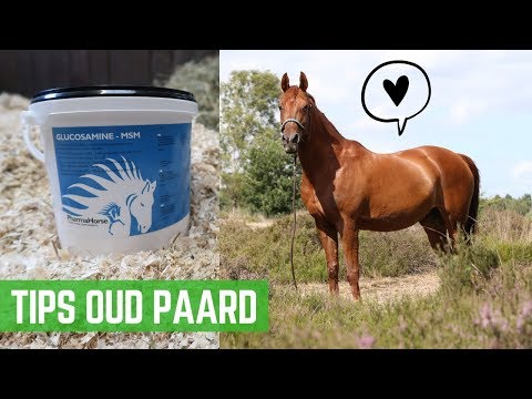 Tips om een oud paard gezond te houden | LeanneAbigail