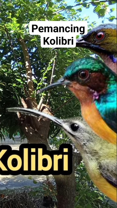 Semua Kolibri Pasti Terpancing #pikatanburung #kolibri #burcil