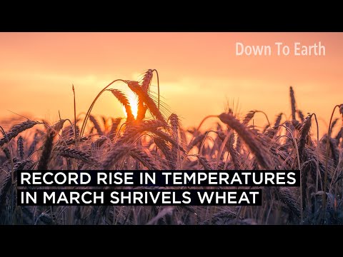 Hottest March in 122 years damages wheat crop across North India