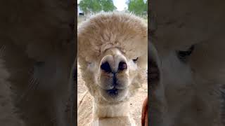 &quot;What Are You Lookin&#39; At?&quot; -Alpaca