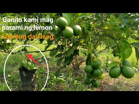 Paano mag parami ng lemon Mayer? at hitik sa bunga,tara ating alamin+tutorial &tips.Gha Agri Tv