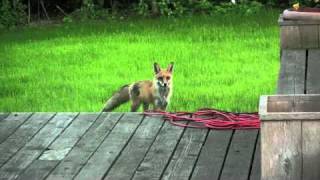 What the Fox ACTUALLY Says (The Scream of a Fox) by Ki Steiner 10,800,032 views 13 years ago 1 minute, 19 seconds