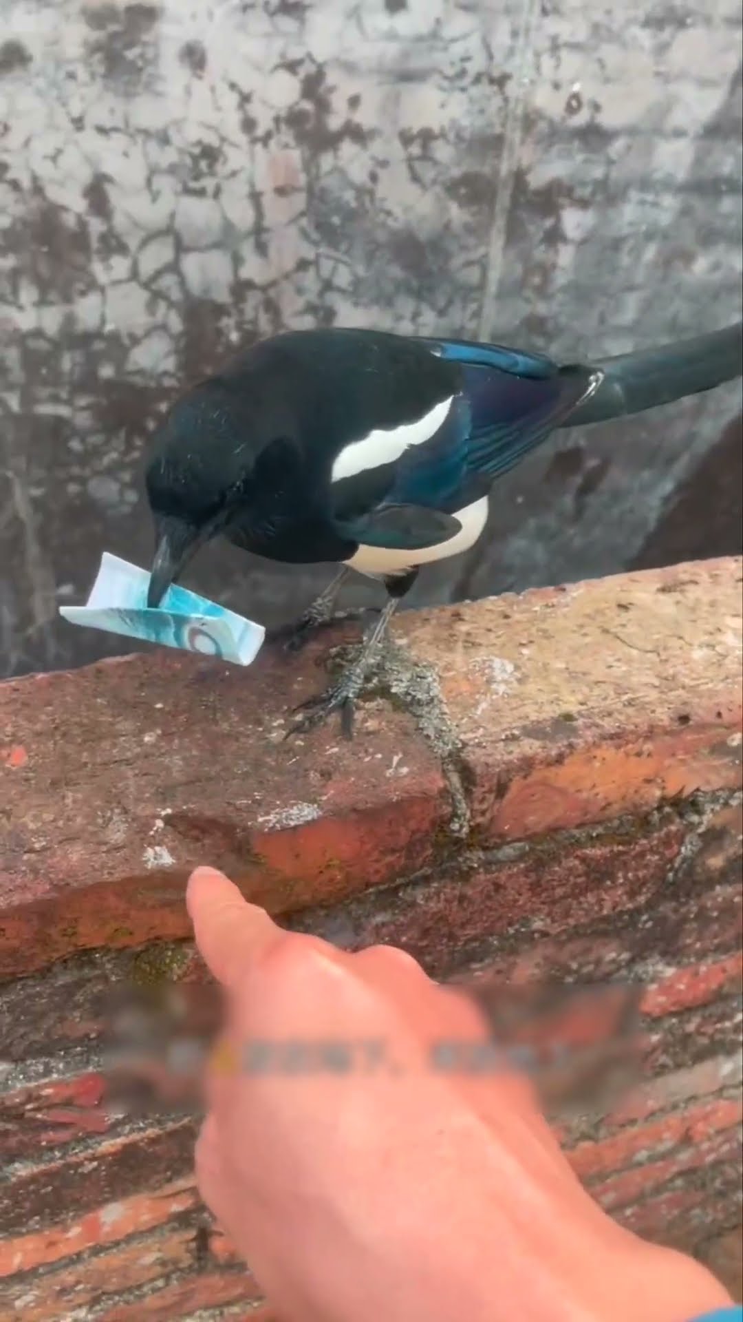 feed the bird and get money #shortsvideo