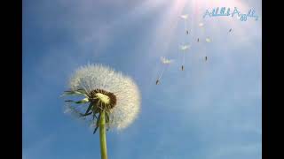 Söyle Bana Hindiba - Nurullah Genç