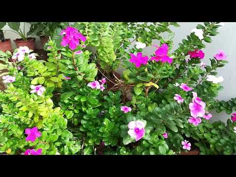 HOW TO PRUNE VINCA SADABAHAR  PLANT AND GET MORE BLOOMS  IN MONSOONS