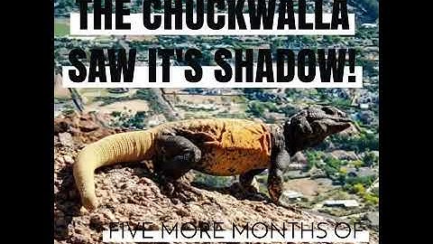 The Chuckwalla saw it